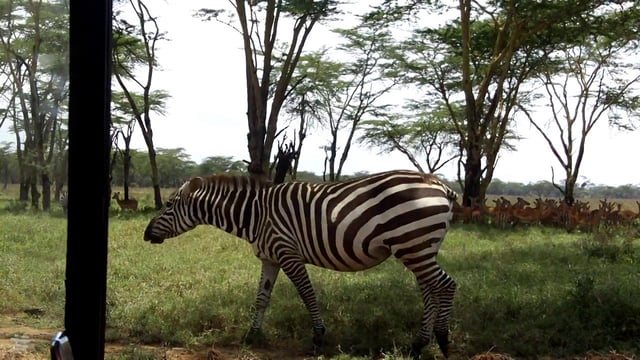 A Kenyan Adventure, A Kenyan Adventure